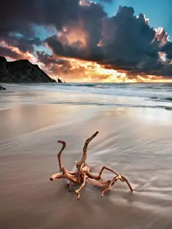 Coastal Scenic Views Prints: The root