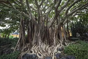 Roots, Ficus socotrana (Ficus socotrana), botanical garden, Jardin Botanico Canario