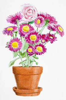 Rosa, single pink Rose and Chrysanthemum Sp., pink flowers with yellow stamens growing in terracotta pot Rosa, single pink Rose and Chrysanthemum Sp., pink flowers with yellow stamens growing in terracotta pot