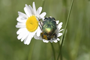 Rose chafer -Cetonia aurata- on a daisy -Leucanthemum vulgare- Rose chafer -Cetonia aurata- on a daisy -Leucanthemum vulgare-