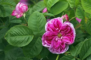 Rose, Gallica rose variety Duc de Fitzjames, historic rose variety from 1837 with Rose, Gallica rose variety Duc de Fitzjames, historic rose variety from 1837 with