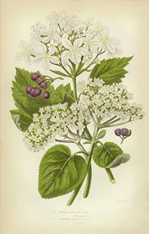 Rose, Guelder Rose, Viburnum, Berry, Rose Hips Rose, Guelder Rose, Viburnum, Berry, Rose Hips