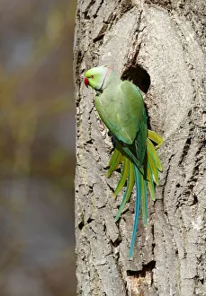 Rose-ringed Parakeet or Ring-necked Parakeet -Psittacula krameri- perched outside its Rose-ringed Parakeet or Ring-necked Parakeet -Psittacula krameri- perched outside its