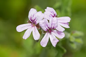 Rose-scented Pelargonium -Pelargonium capitatum-, flowering, Thuringia, Germany Rose-scented Pelargonium -Pelargonium capitatum-, flowering, Thuringia, Germany