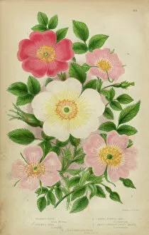 Blossoming Gallery: Rose, Sweetbriar and Rose Bush, Victorian Botanical Illustration