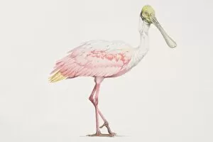Roseate Spoonbill (Ajaia ajaja), tall bird with a pink and white body and a green head and long beak
