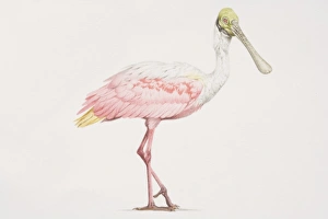 Roseate Spoonbill (Ajaia ajaja), tall bird with a pink and white body Roseate Spoonbill (Ajaia ajaja), tall bird with a pink and white body