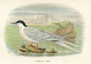 Roseate tern birds from Great Britain 1897 Roseate tern birds from Great Britain 1897