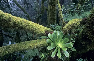 Rosette of Aeonium (Aeonium cuneatum) on a moss-covered tree trunk, Anaga Mountains Rosette of Aeonium (Aeonium cuneatum) on a moss-covered tree trunk, Anaga Mountains