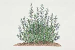 Images Dated 4th July 2006: Rosmarinus officinalis, Rosemary shrub, side view