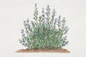Rosmarinus officinalis, Rosemary shrub, side view Rosmarinus officinalis, Rosemary shrub, side view