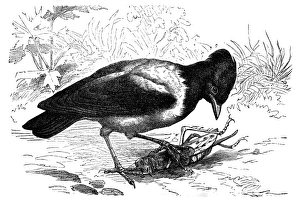 Starlings Gallery: Rosy Starling Collection
