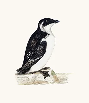 <b class=qtipBold><figcaption>Rotche or Alle alle bird</figcaption></b><br>A photograph of an original hand-colored engraving from The History of British Birds by Morris published in 1853-1891.<br><em>© mashuk</em> Rotche or Alle alle bird