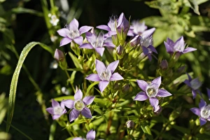 Rough Gentian -Gentiana aspera-, Limestone Alps National Park, Upper Austria, Austria Rough Gentian -Gentiana aspera-, Limestone Alps National Park, Upper Austria, Austria