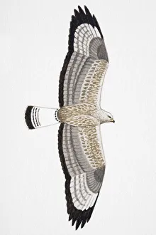 Rough-legged Buzzard (Buteo lagopus), Rough-legged Hawk North America, adult Rough-legged Buzzard (Buteo lagopus), Rough-legged Hawk North America, adult