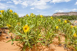 Rough mules ears (Wyethia scabra) wild flowers, Coral Pink Sand Dunes State Park, Kanab Rough mules ears (Wyethia scabra) wild flowers, Coral Pink Sand Dunes State Park, Kanab