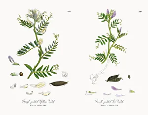 Rough-podded Yellow Vetch, Vicia eu-lutea, Victorian Botanical Illustration, 1863 Rough-podded Yellow Vetch, Vicia eu-lutea, Victorian Botanical Illustration, 1863