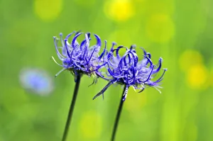 Round-headed Rampion or Pride of Sussex -Phyteuma orbiculare-, Ramsau bei Berchtesgaden Round-headed Rampion or Pride of Sussex -Phyteuma orbiculare-, Ramsau bei Berchtesgaden