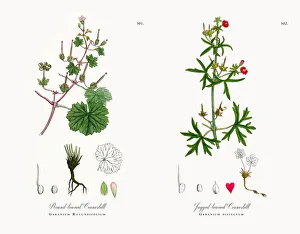 Round-leaved Cranesbill, Geranium Rotundifolium, Victorian Botanical Illustration, 1863 Round-leaved Cranesbill, Geranium Rotundifolium, Victorian Botanical Illustration, 1863