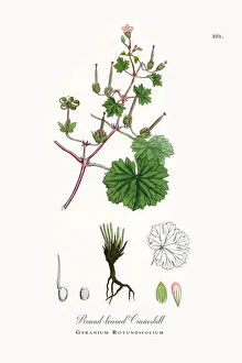 Round-leaved Cranesbill, Geranium Rotundifolium, Victorian Botanical Illustration, 1863 Round-leaved Cranesbill, Geranium Rotundifolium, Victorian Botanical Illustration, 1863