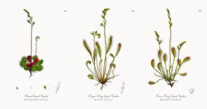Round-leaved Sundew, Drosera Rotundifolia, Victorian Botanical Illustration, 1863 Round-leaved Sundew, Drosera Rotundifolia, Victorian Botanical Illustration, 1863
