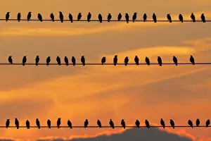 Images Dated 29th March 2013: row of birds