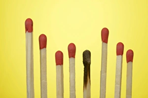 A row of matches, one match is burned, symbolic image of burnout, exclusion, Germany A row of matches, one match is burned, symbolic image of burnout, exclusion, Germany