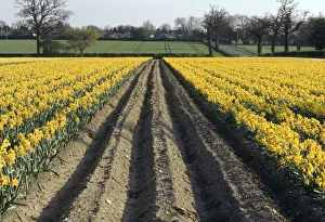Rows of Bright Yellow Daffodils - Commercial Crop Rows of Bright Yellow Daffodils - Commercial Crop