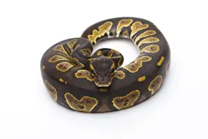Prints of Royal Python -Python regius-, Black Head, female, Markus Theimer reptile breeding, Austria Ball Python Prints: Royal Python Black Head Female Print