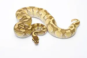 Prints of Royal Python -Python regius-, Butter Enchi, male, Markus Theimer reptile breeding, Austria Ball Python Prints: Royal Python Print - Butter Enchi Male