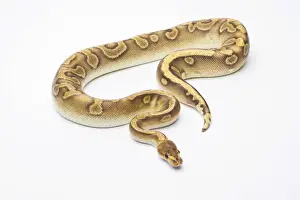 Ball Python Prints: Royal Python -Python regius-, Champagne, male, Markus Theimer reptile breeding, Austria