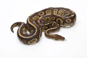 Prints of Royal Python -Python regius-, Fefe, male, Markus Theimer reptile breeding, Austria Ball Python Prints: Royal Python Print - Fefe, Male