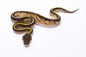 Prints of Royal Python -Python regius-, Mojave Black Head, female, Markus Theimer reptile breeding, Austria Ball Python Prints: Royal Python Mojave Black Head Female Print