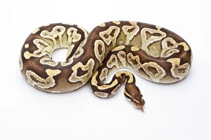 Related Images Gallery: Royal Python -Python regius-, Mojave Razor, female, Markus Theimer reptile breeding, Austria