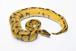Royal Python -Python regius-, Super Enchi