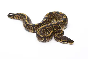 Reptile Photography Austria Prints: Royal Python -Python regius-, Super Granite
