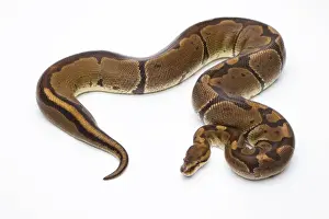 Prints of Royal Python -Python regius-, Super Venom, female, Markus Theimer reptile breeding, Austria Ball Python Prints: Royal Python Print - Super Venom Female