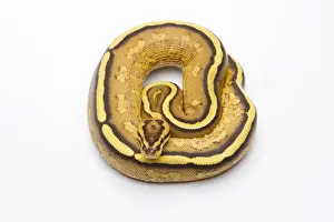 Prints of Royal Python -Python regius-, Superstripe, male, Markus Theimer reptile breeding, Austria Ball Python Prints: Royal Python Superstripe Male Print