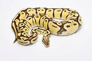 Ball Python Female Prints: Royal Python -Python regius-, Vanilla Super Pastel
