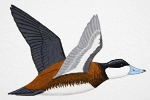 Ruddy Duck (Oxyura jamaicensis), adult male duck Ruddy Duck (Oxyura jamaicensis), adult male duck