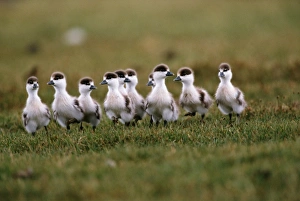 Ruddy shelduck (Tadorna ferruginea) ducklings on grass, Mongolia Ruddy shelduck (Tadorna ferruginea) ducklings on grass, Mongolia