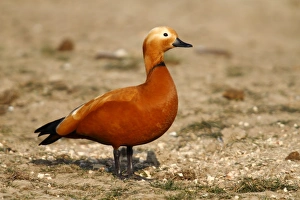 Ruddy Shelduck -Tadorna ferruginea-, male standing on a meadow, Bislicher Island, North Rhine-Westphalia, Germany Ruddy Shelduck -Tadorna ferruginea-, male standing on a meadow, Bislicher Island, North Rhine-Westphalia, Germany