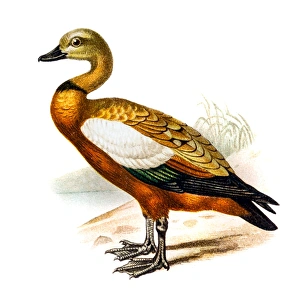 The ruddy shelduck (Tadorna ferruginea)