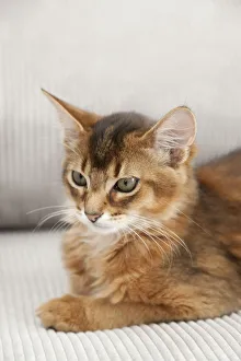 Ruddy Somali kitten is relaxing on a sofa Ruddy Somali kitten is relaxing on a sofa