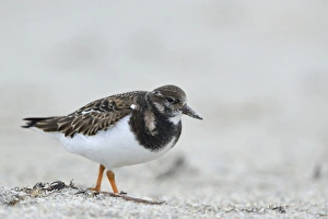 Ruddy Turnstone -Arenaria interpres- in search of food, Dune island, Helgoland, Schleswig-Holstein Ruddy Turnstone -Arenaria interpres- in search of food, Dune island, Helgoland, Schleswig-Holstein
