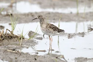 Ruff -Philomachus pugnax-, reeve, female standing in shallow water, Burgenland, Austria Ruff -Philomachus pugnax-, reeve, female standing in shallow water, Burgenland, Austria