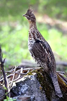 Images Dated 12th May 2011: Ruffed Grouse (Bonasa umbellus)