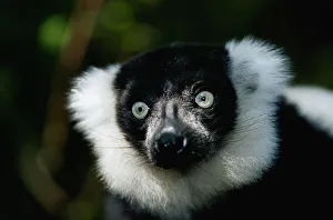 Ruffed lemur (Varecia variegata) close up, captive, Madagascar Ruffed lemur (Varecia variegata) close up, captive, Madagascar