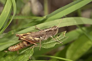Rufous Grasshopper -Gomphocerippus rufus-, female larva, Baden-Wurttemberg, Germany Rufous Grasshopper -Gomphocerippus rufus-, female larva, Baden-Wurttemberg, Germany
