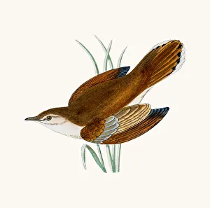 <b class=qtipBold><figcaption>Rufous warbler</figcaption></b><br>A photograph of an original hand-colored engraving from The History of British Birds by Morris published in 1853-1891.<br><em>© mashuk</em> Rufous warbler